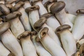 mushroom ki kheti